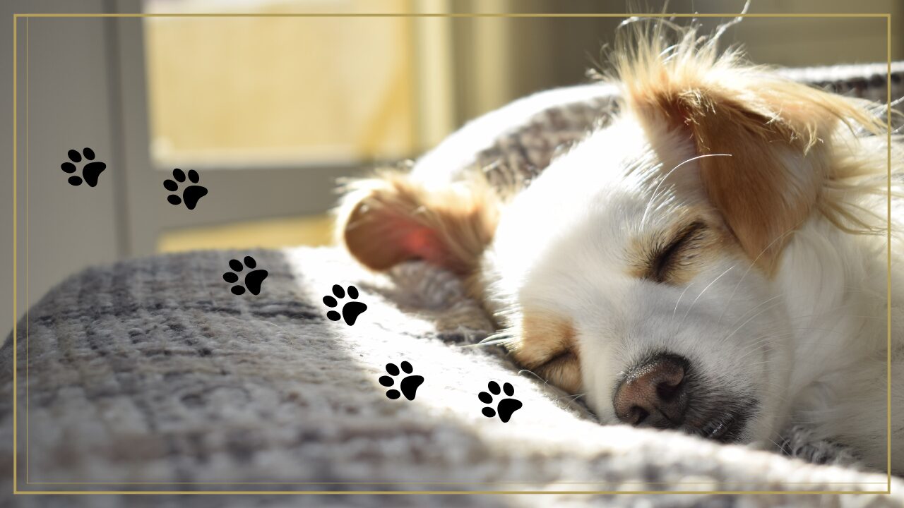 保護犬慣れる期間