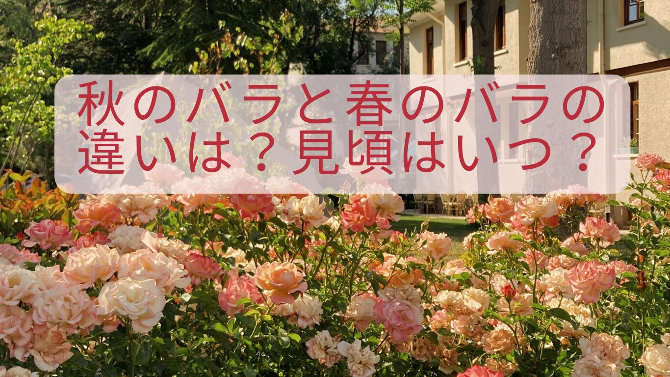 秋薔薇